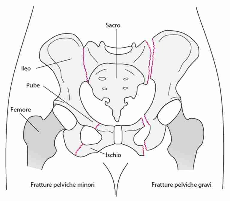 anatomia del bacino